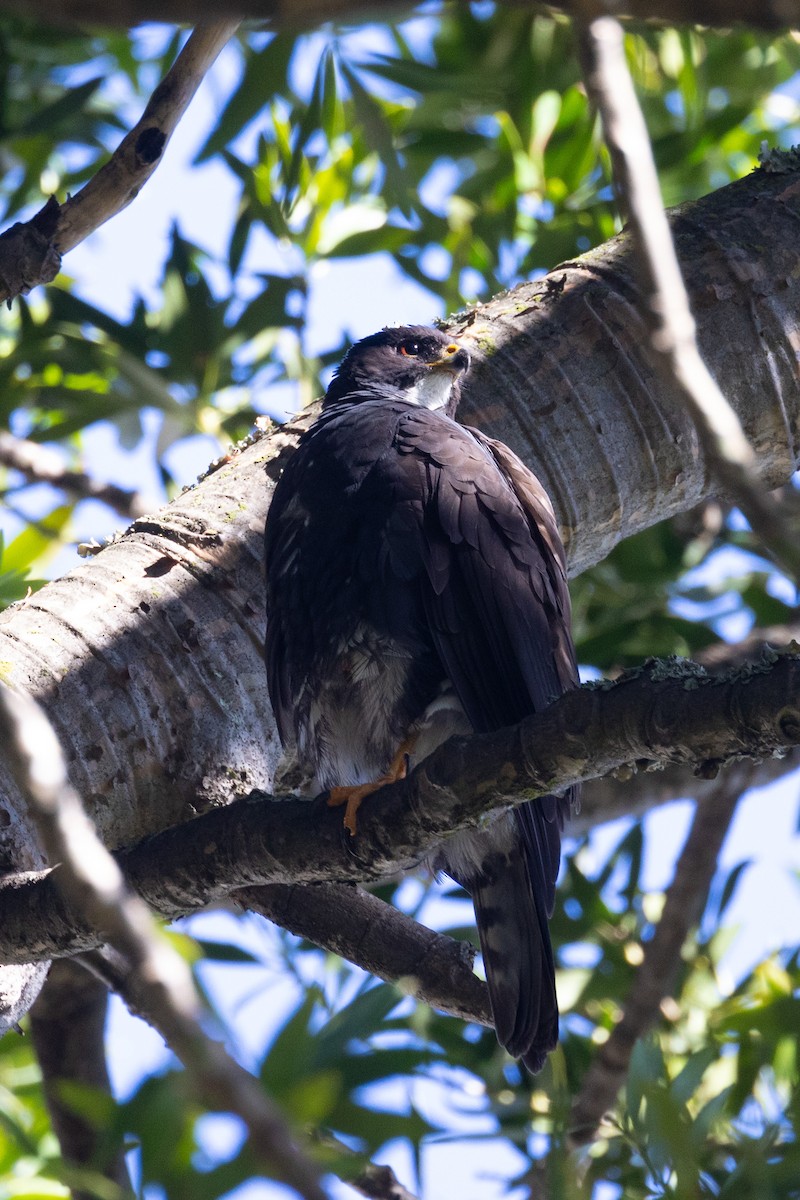 Black Goshawk - ML611686591