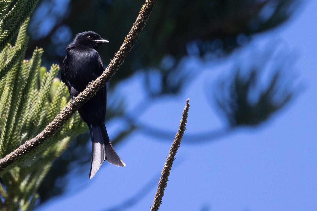 Fork-tailed Drongo - ML611686606