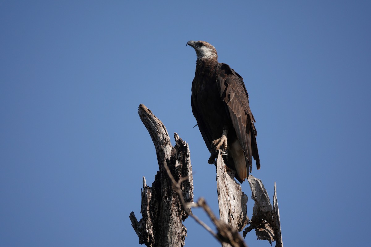 Madagascar Fish-Eagle - ML611686609