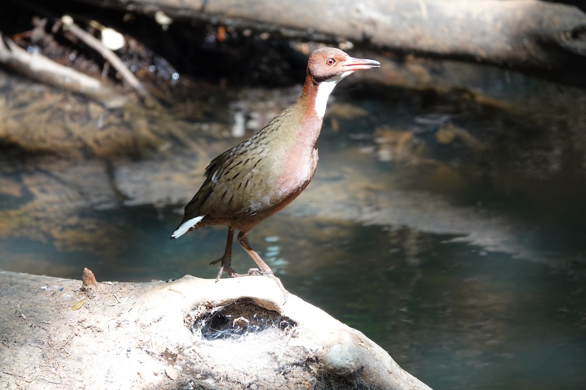 White-throated Rail - ML611686637