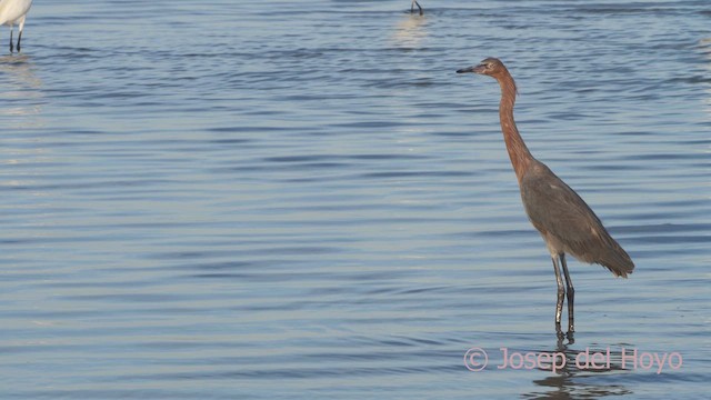 Reddish Egret - ML611686688