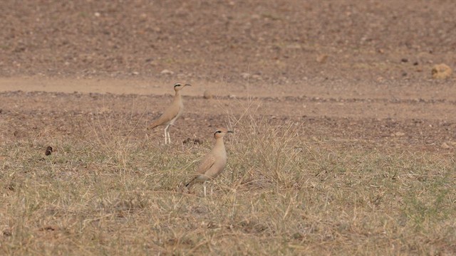 Cream-colored Courser - ML611686711