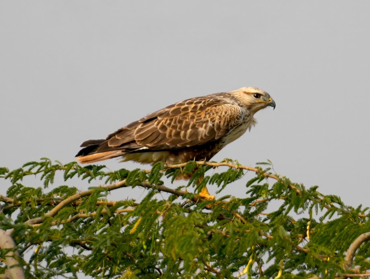 Long-legged Buzzard - Sudip Simha