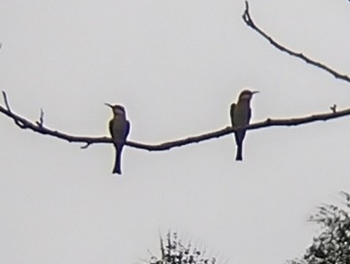 Chestnut-headed Bee-eater - ML611686883