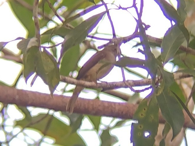 Bulbul de Anteojos - ML611686894