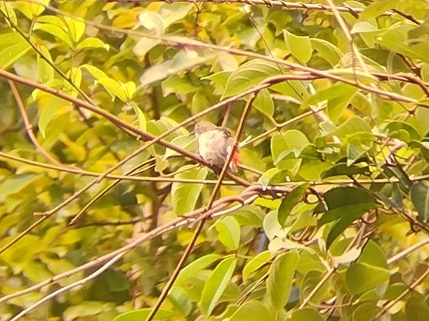 Scarlet-backed Flowerpecker - ML611686909