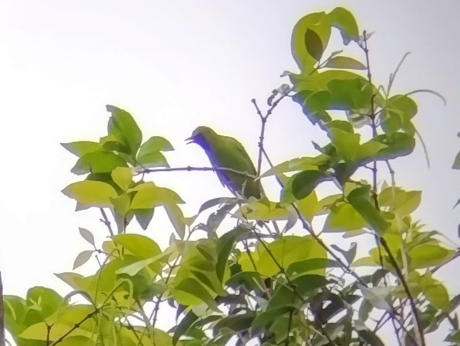 Lesser Green Leafbird - ML611686915