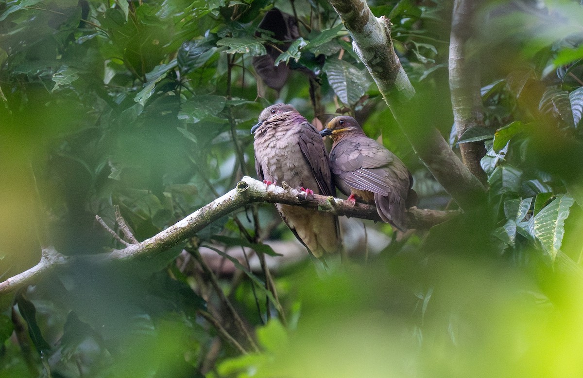 Amethyst Brown-Dove (Amethyst) - Forest Botial-Jarvis