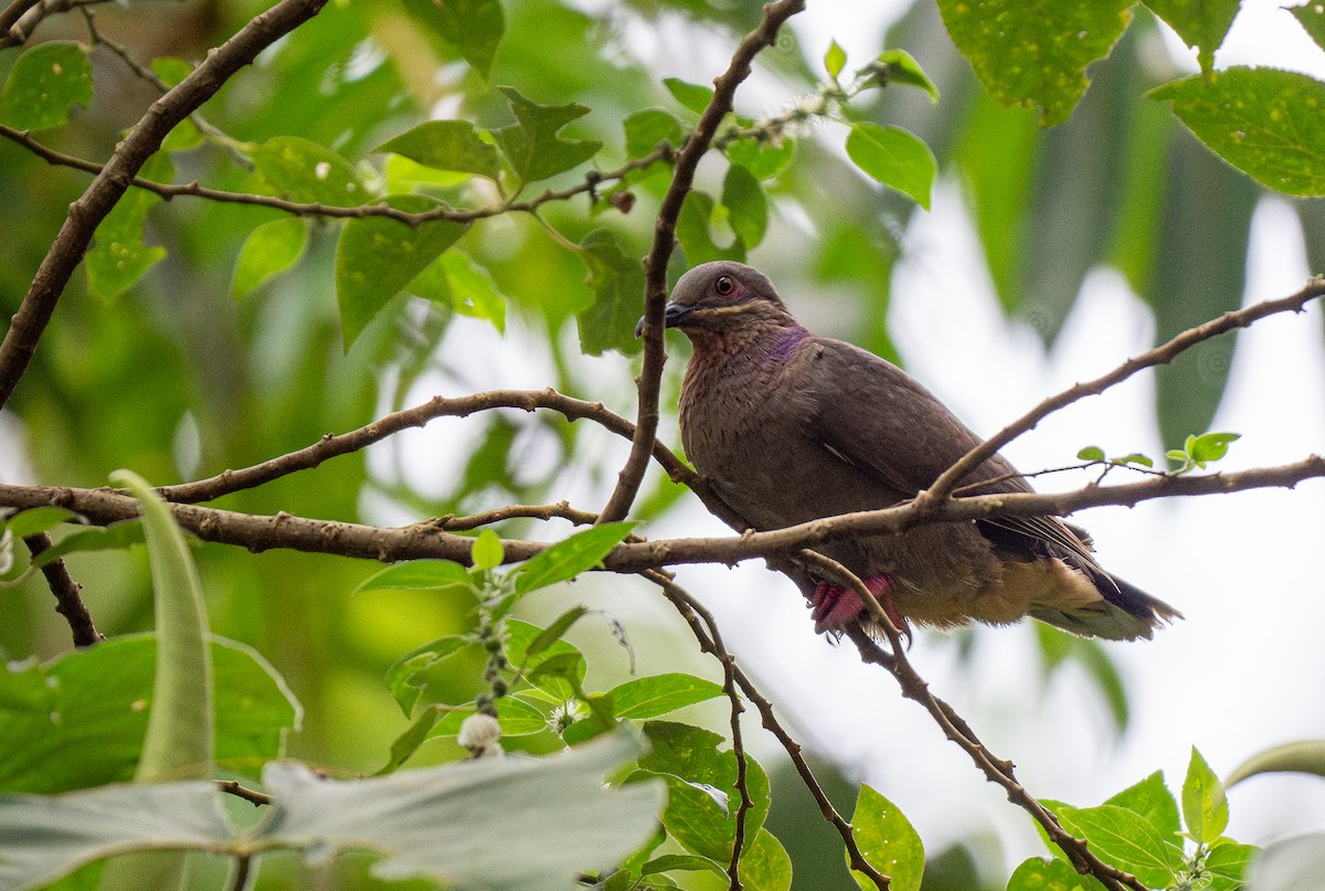 holub ametystový (ssp. amethystinus/imeldae) - ML611686939