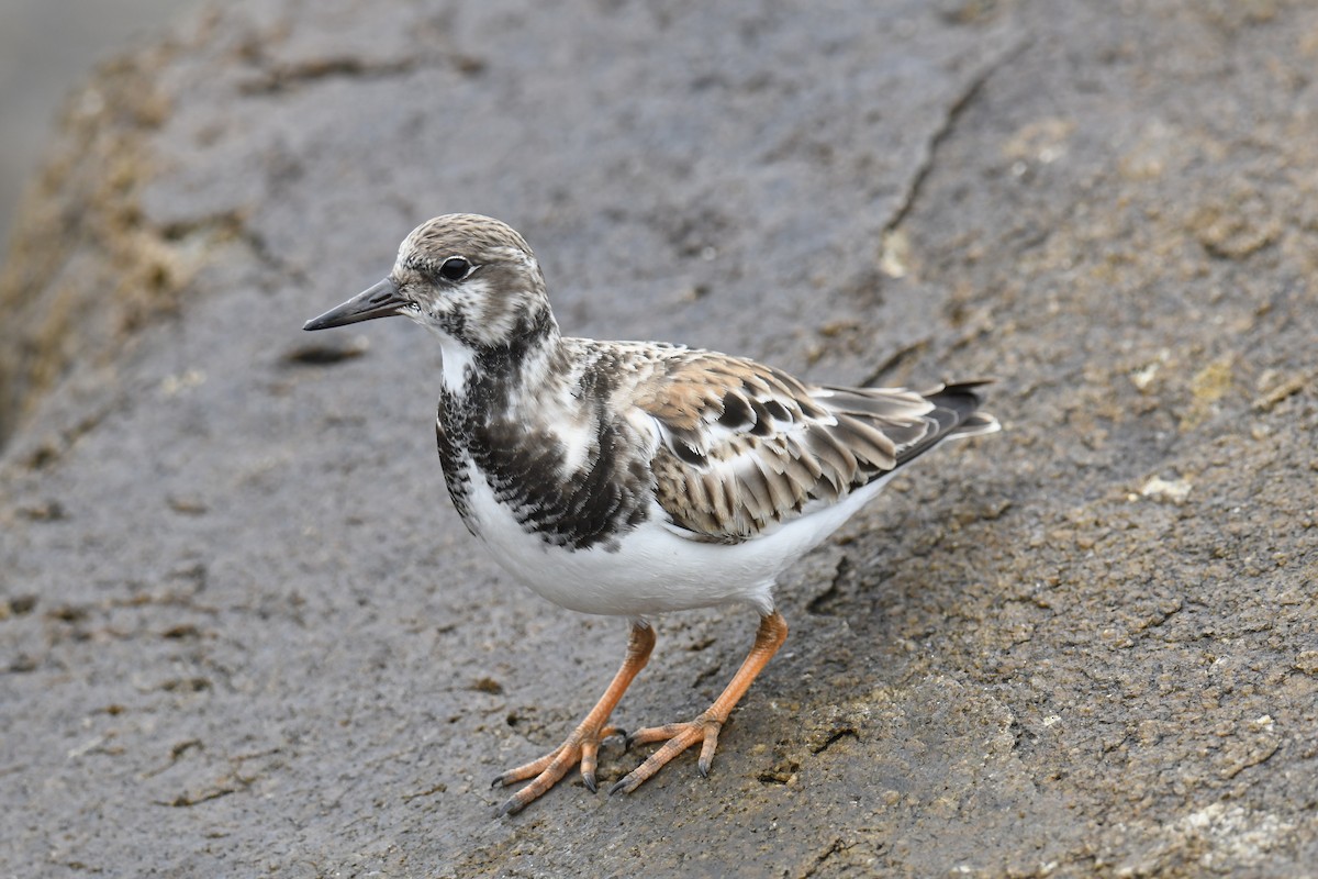 Ruddy Turnstone - Paul Nielson