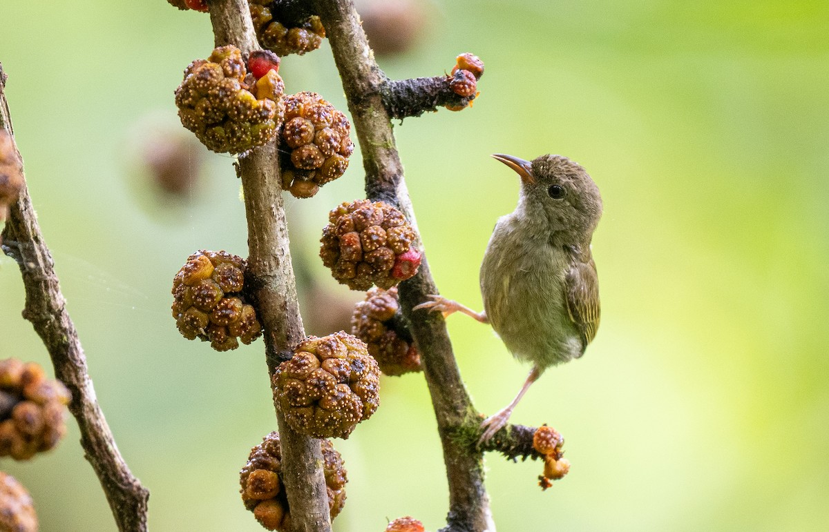 White-bellied Flowerpecker - Forest Botial-Jarvis