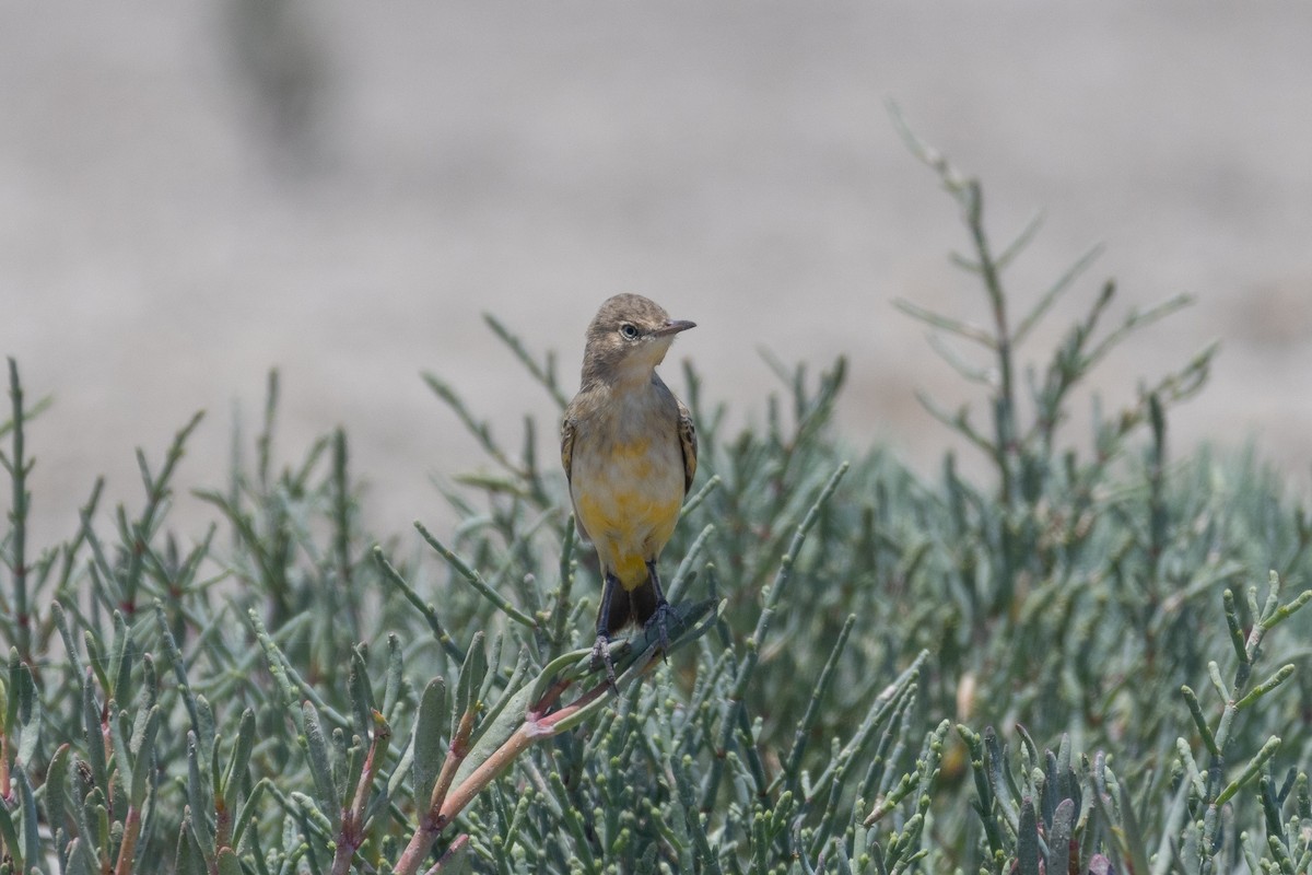 Yellow Chat - ML611687062