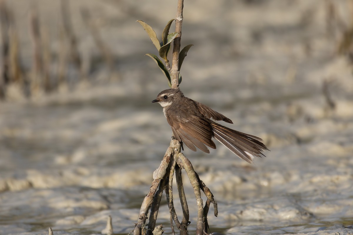 Mangrove Fantail - ML611687083