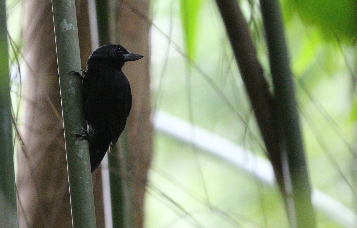 Rondonia Bushbird - ML611687111
