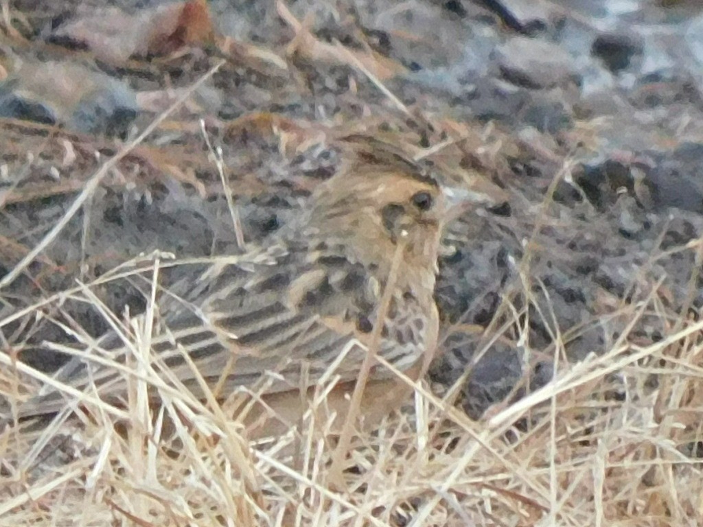 Tawny Lark - ML611687118