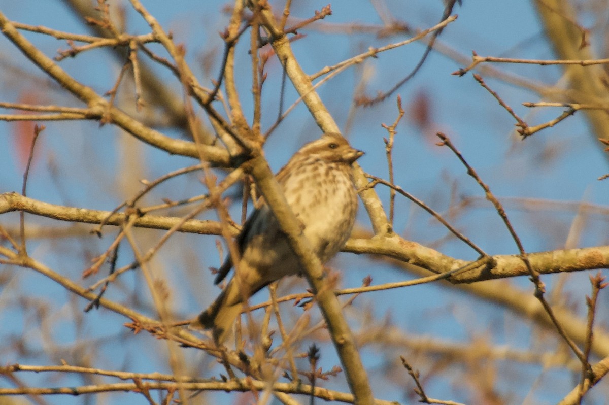 Purple Finch - ML611687165