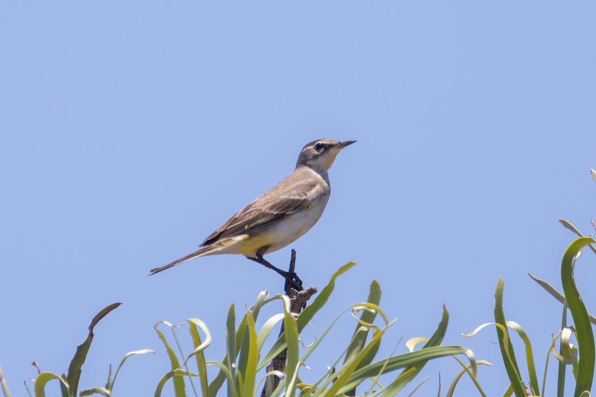 Eastern Yellow Wagtail - ML611687167