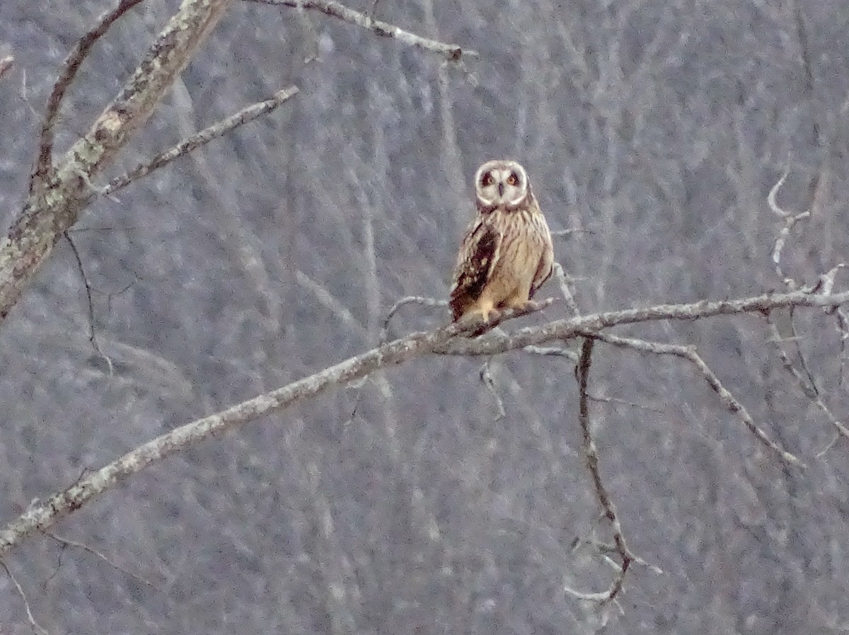 Short-eared Owl - ML611687215