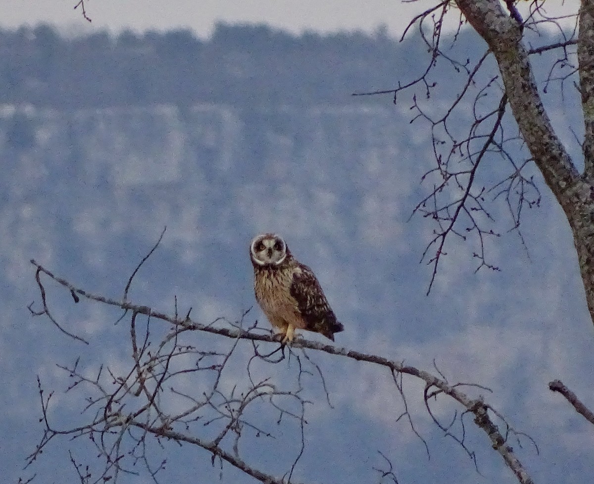 Short-eared Owl - ML611687216