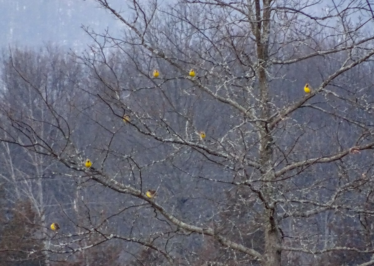 Eastern Meadowlark - ML611687217