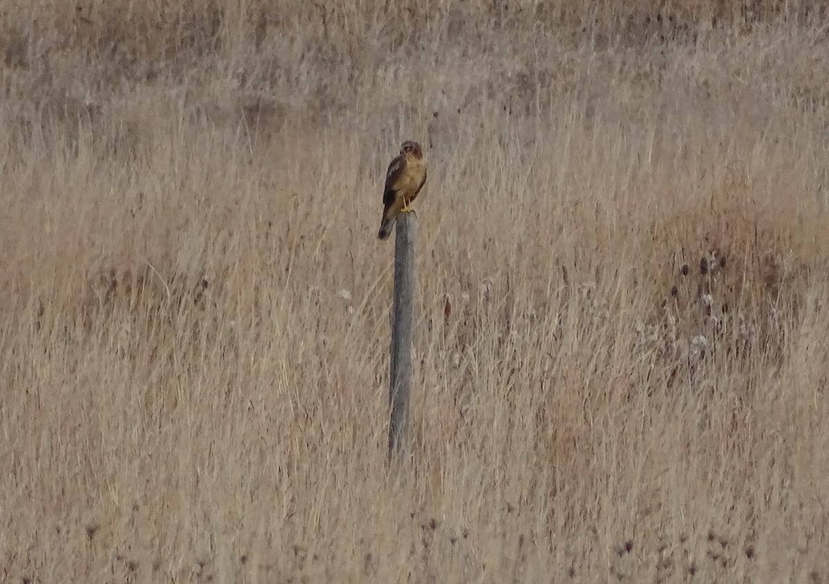 Northern Harrier - ML611687219