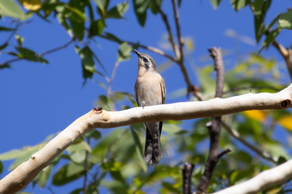 Black-eared Cuckoo - Jake Barker