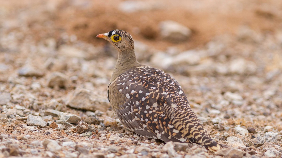 Double-banded Sandgrouse - ML611687264