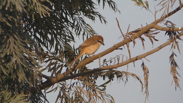 Brown Shrike - ML611687274