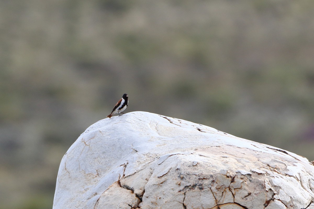 Black-headed Canary (Black-headed) - ML611687285