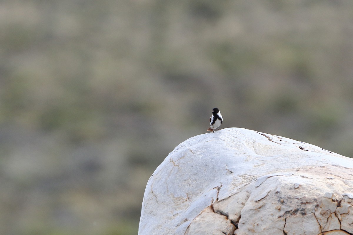 Black-headed Canary (Black-headed) - ML611687286