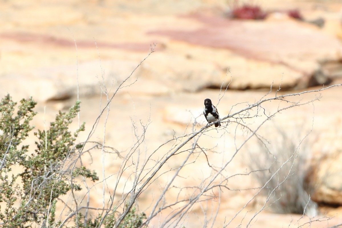 Black-headed Canary (Black-headed) - ML611687287