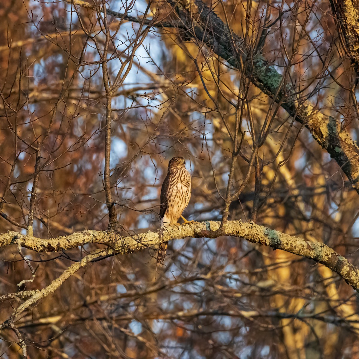 Cooper's Hawk - ML611687291