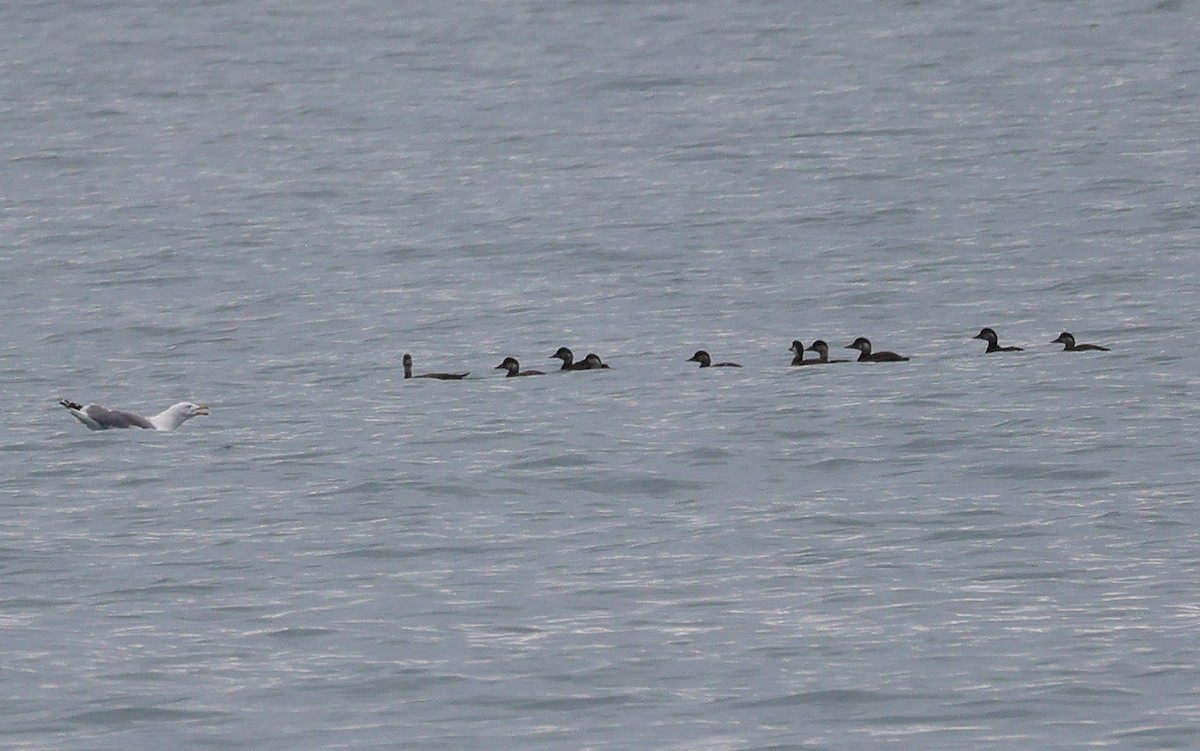 Common Scoter - Georg Schreier Birdwatching Algarve