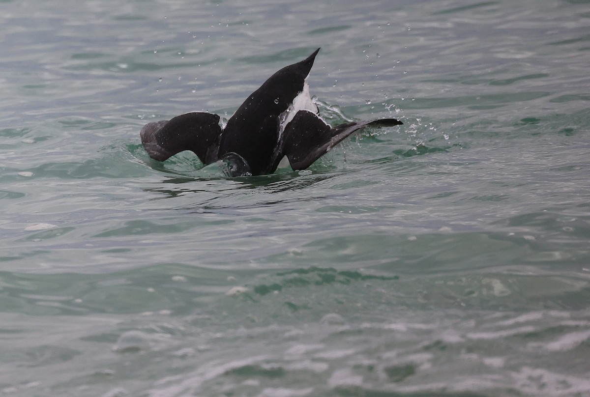 Razorbill - ML611687331