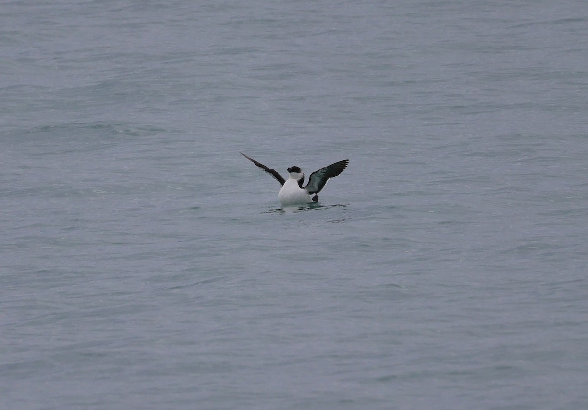 Razorbill - ML611687345