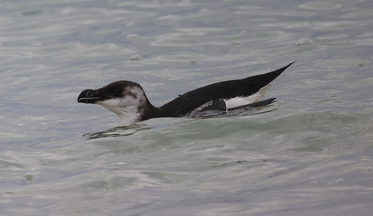 Razorbill - ML611687365