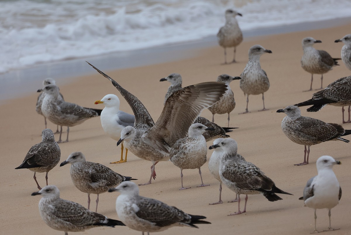 Yellow-legged/Lesser Black-backed Gull - ML611687368