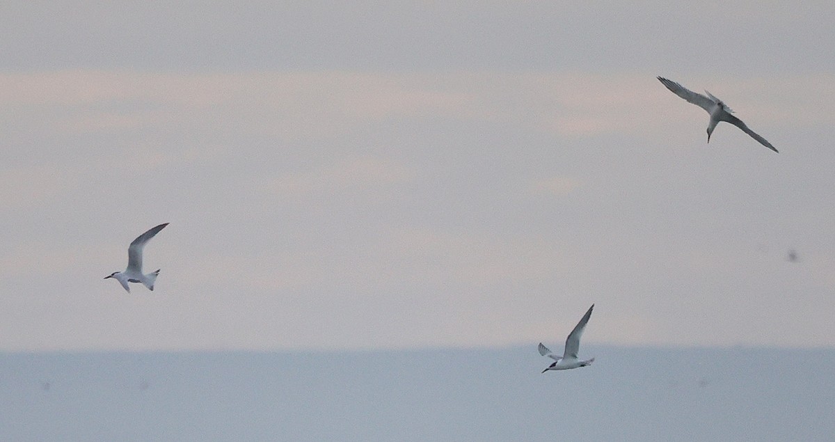 Sandwich Tern - Georg Schreier Birdwatching Algarve