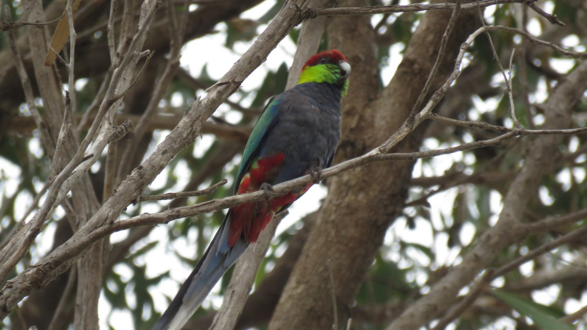 Red-capped Parrot - Martien Prins
