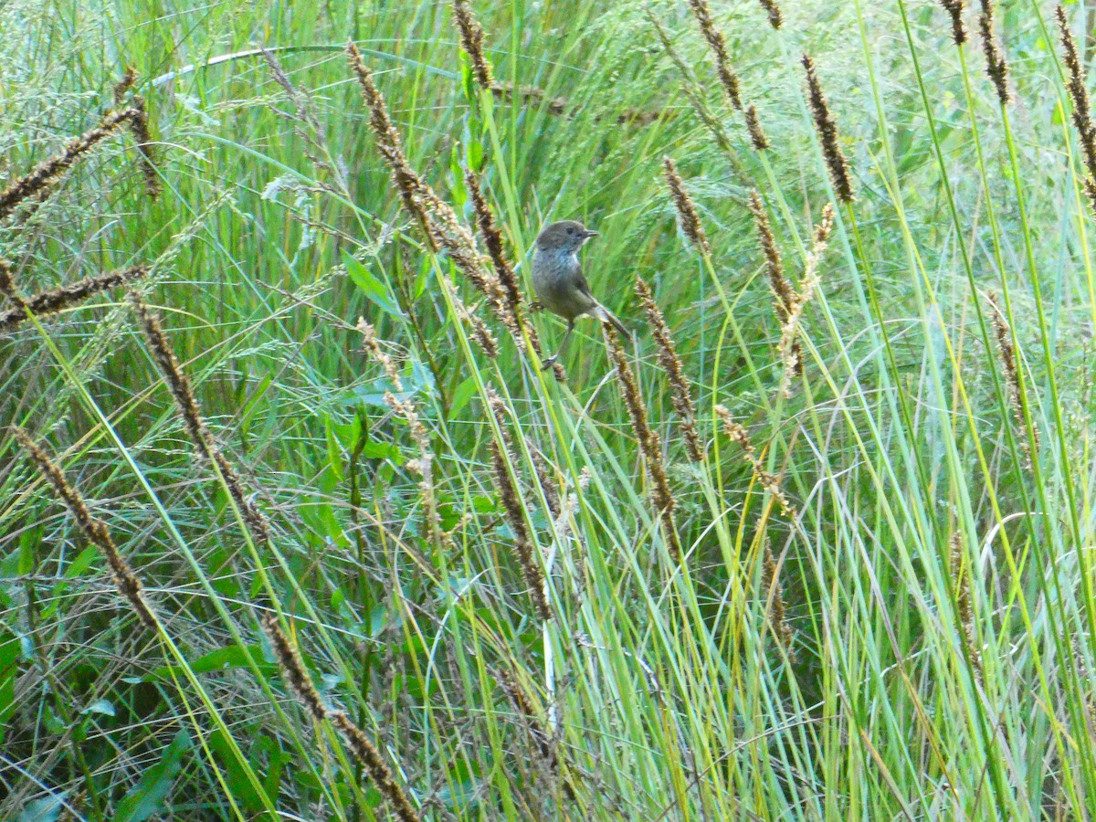 Brown Thornbill - ML611687449