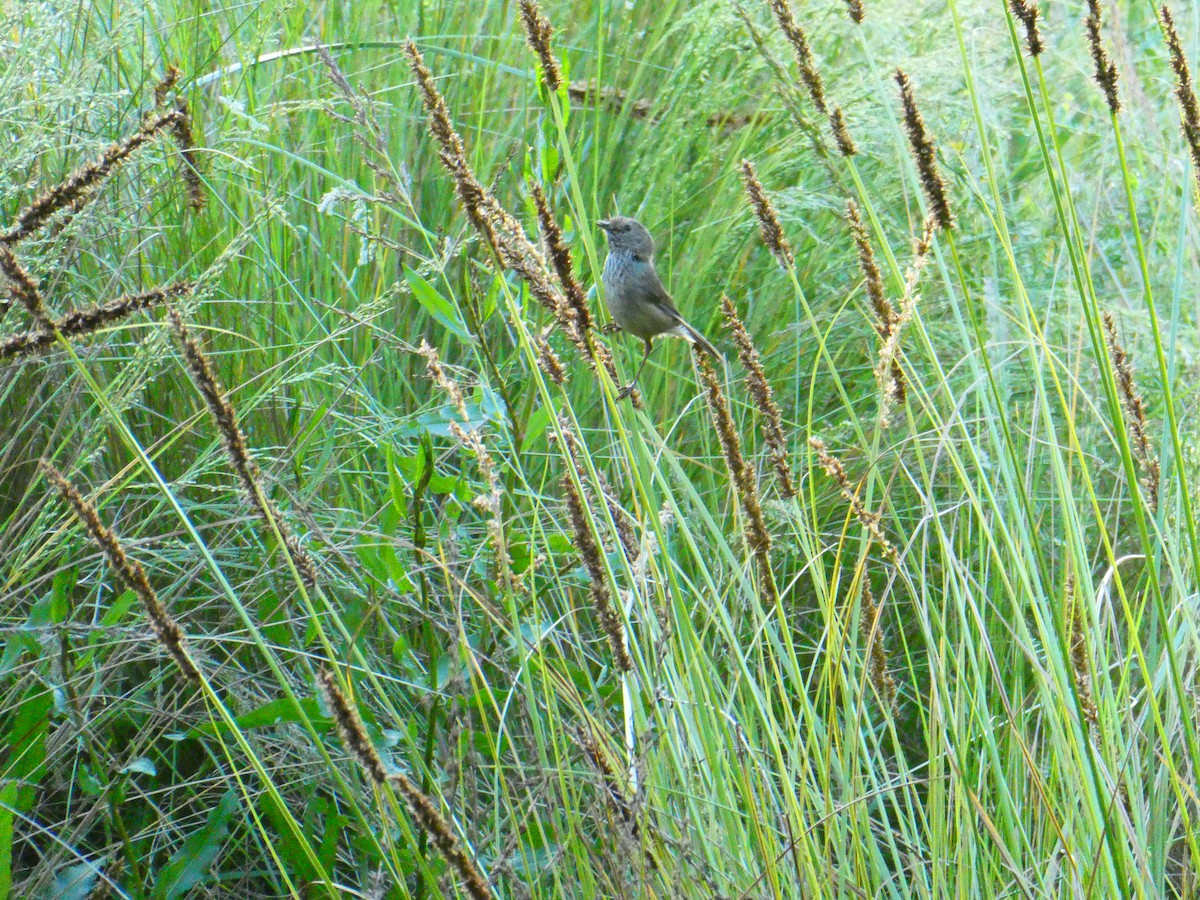 Brown Thornbill - ML611687451