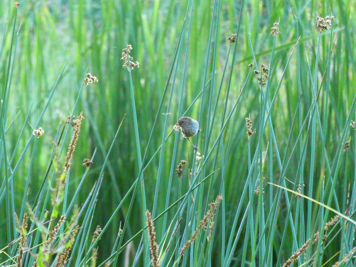 Brown Thornbill - ML611687454