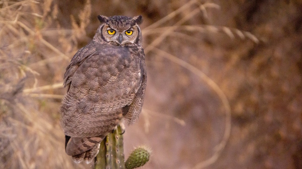 Great Horned Owl - ML611687455
