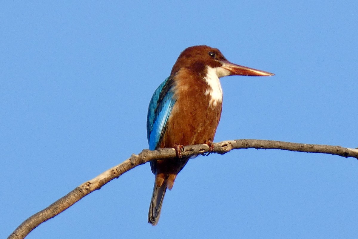 White-throated Kingfisher - ML611687507