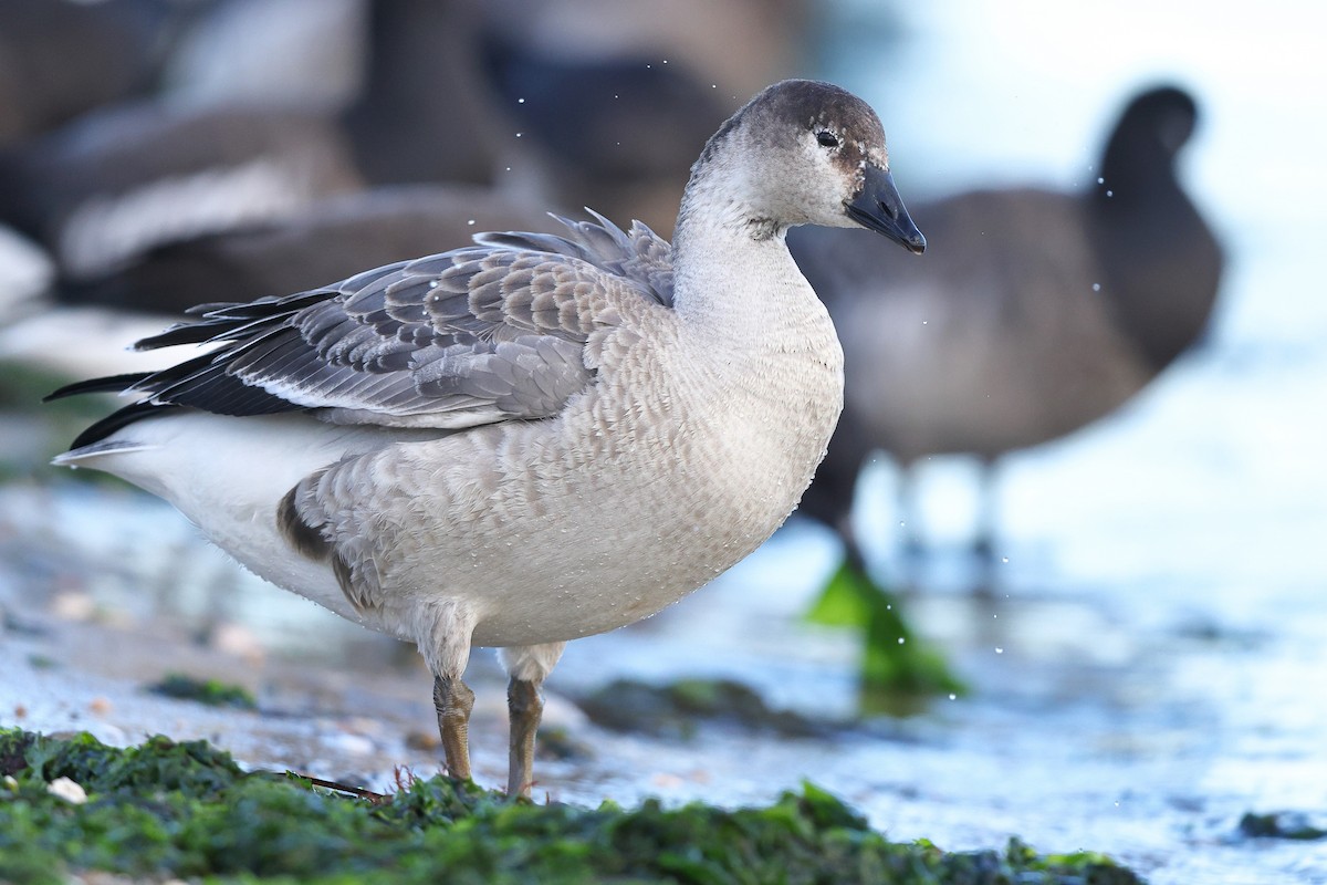 Snow Goose x Brant (hybrid) - Sam Zhang