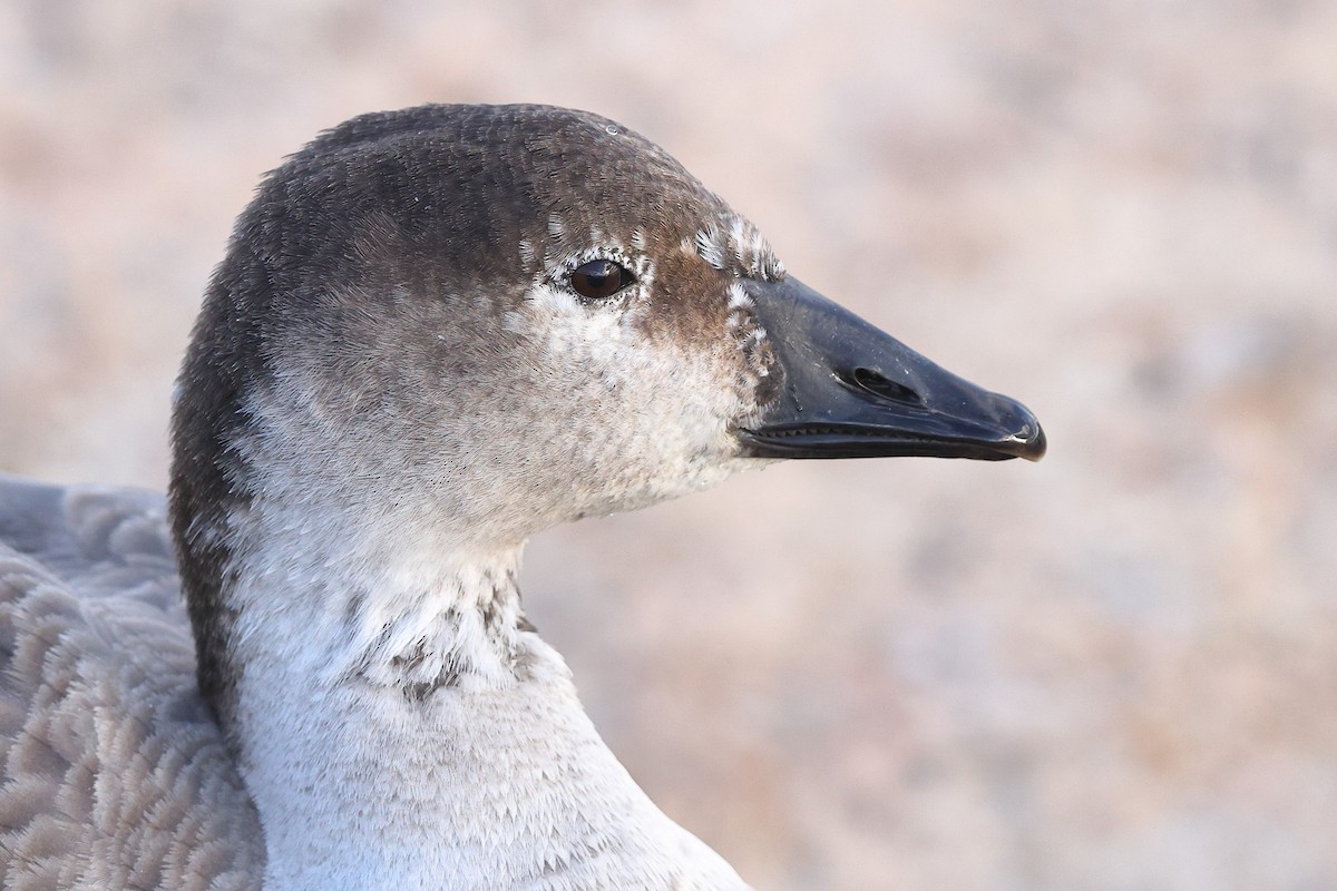 Snow Goose x Brant (hybrid) - Sam Zhang