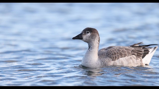 Snow Goose x Brant (hybrid) - ML611687566