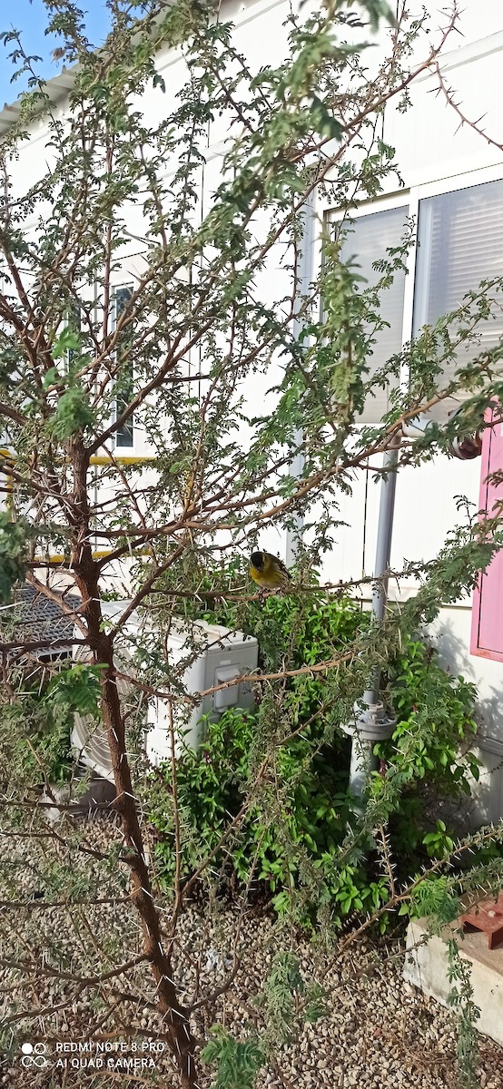 Eurasian Siskin - ML611687568