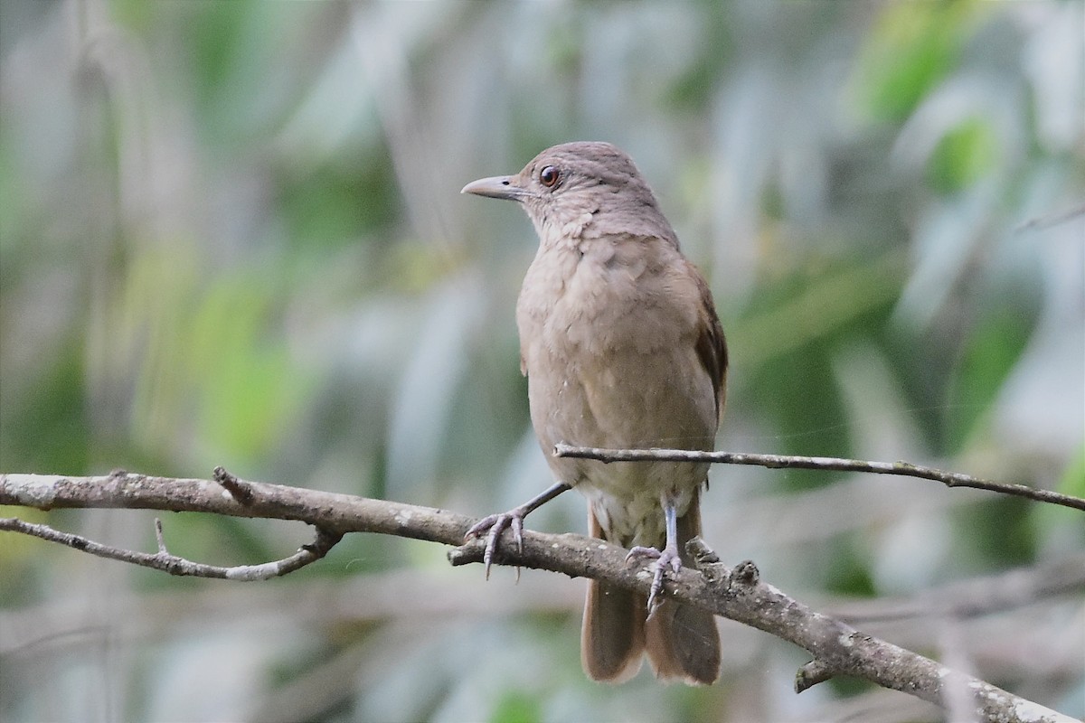 Pale-breasted Thrush - ML611687588