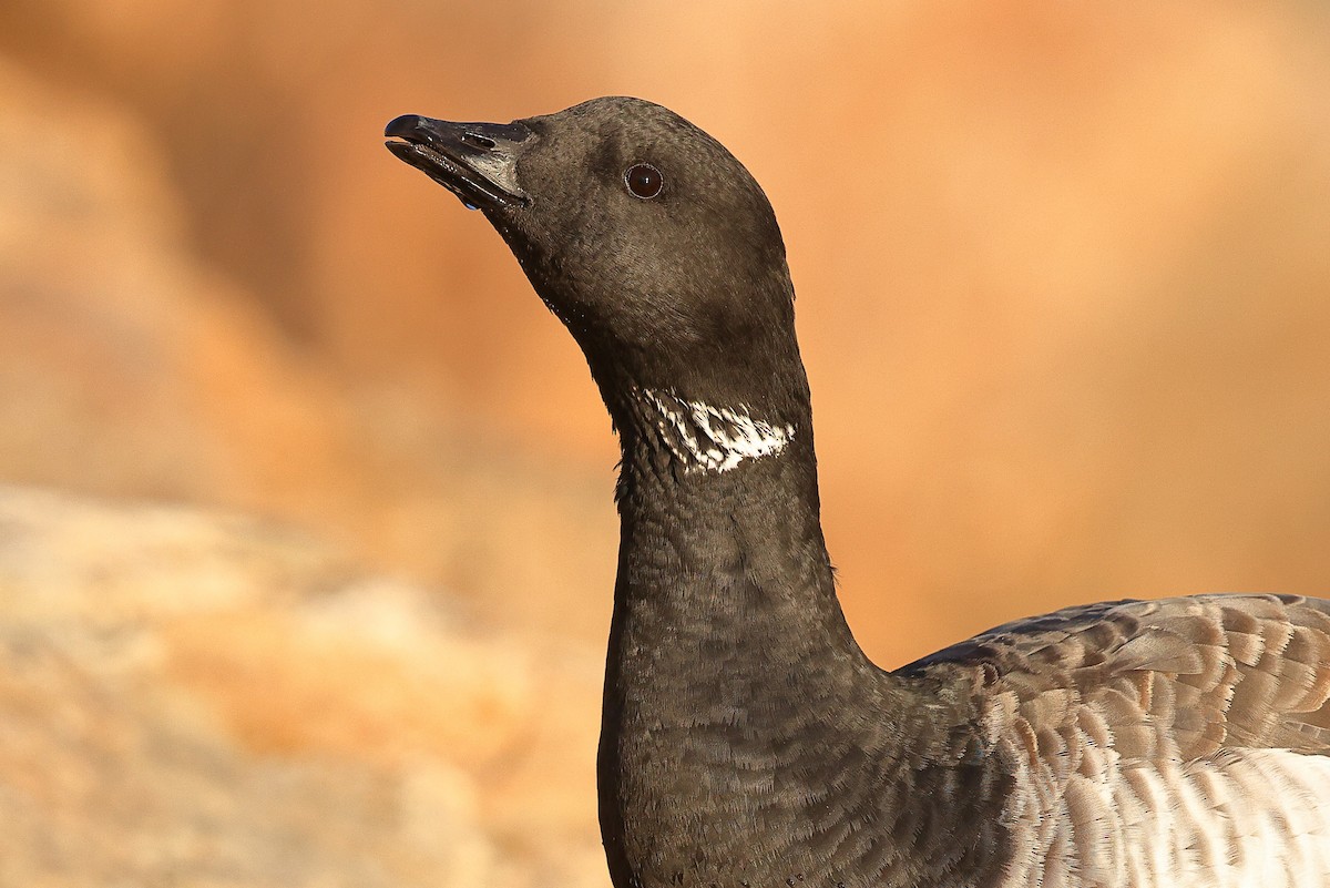 Brant (Atlantic) - ML611687602